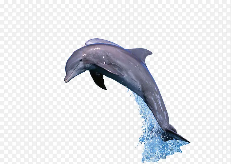 海豚跳出水面的海豚