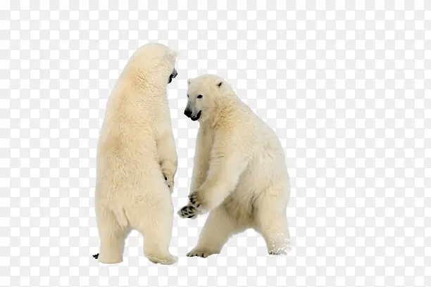 两个北极熊互打
