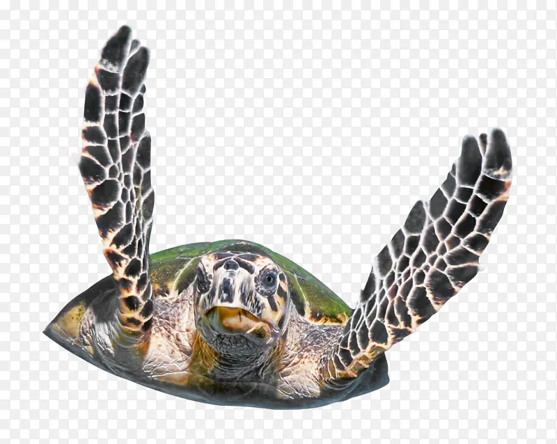 游泳的大海龟