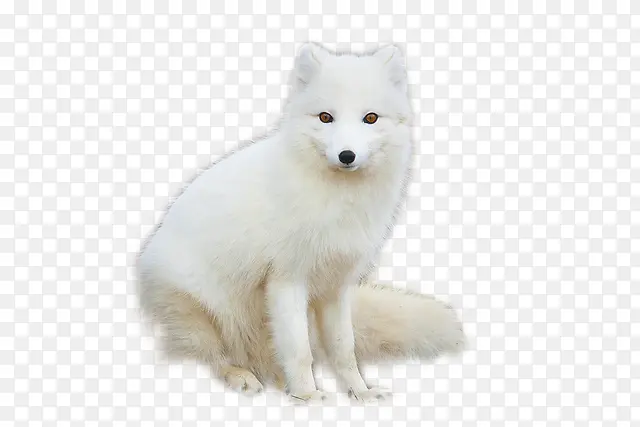 罕见动物北极狐
