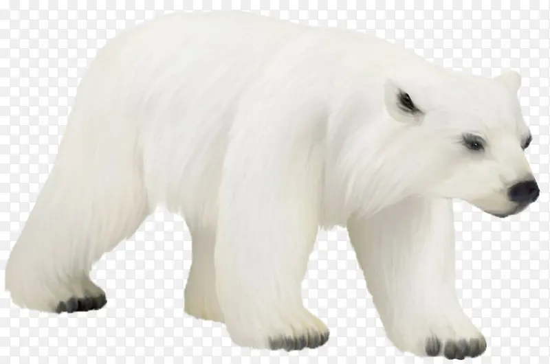 白色北极熊走路