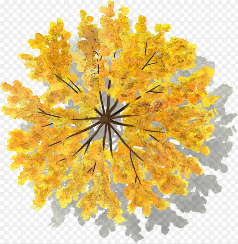 黄色色叶树水彩风手绘带投影