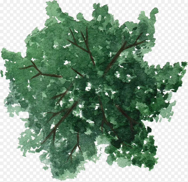 深绿色树冠枝丫水彩风手绘