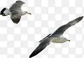 创意高清摄影海上飞行的海鸥