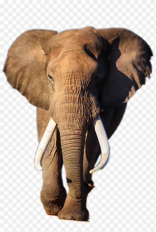 正在行走的大象