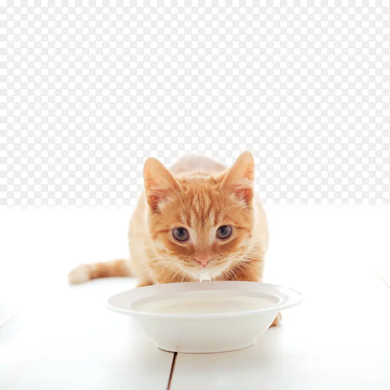 猫喝牛奶插图