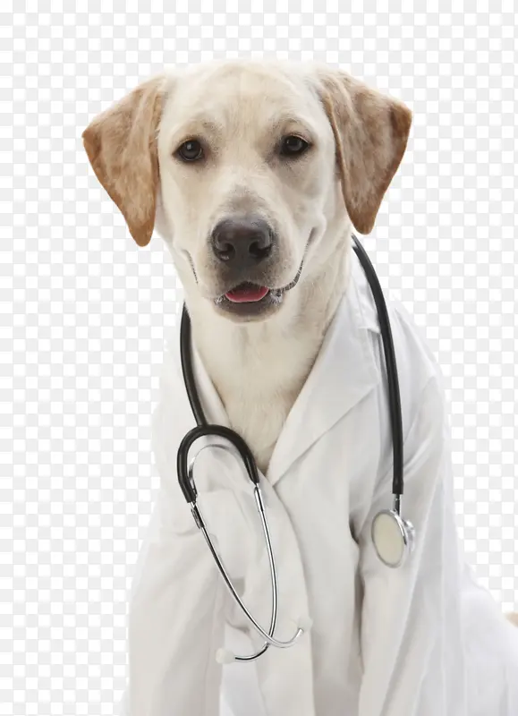 可爱的狗狗医生
