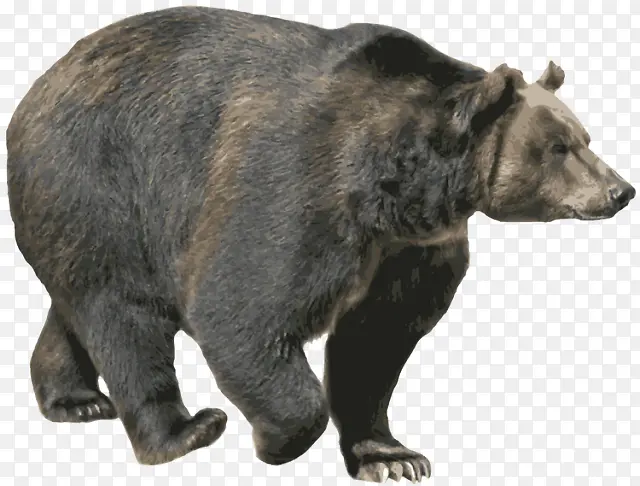 行走的黑熊狗熊大灰熊猛兽