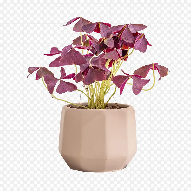 奶茶色下切角紫色幸运草盆栽