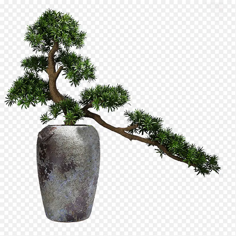 中式 ，盆景树，盆景，景观