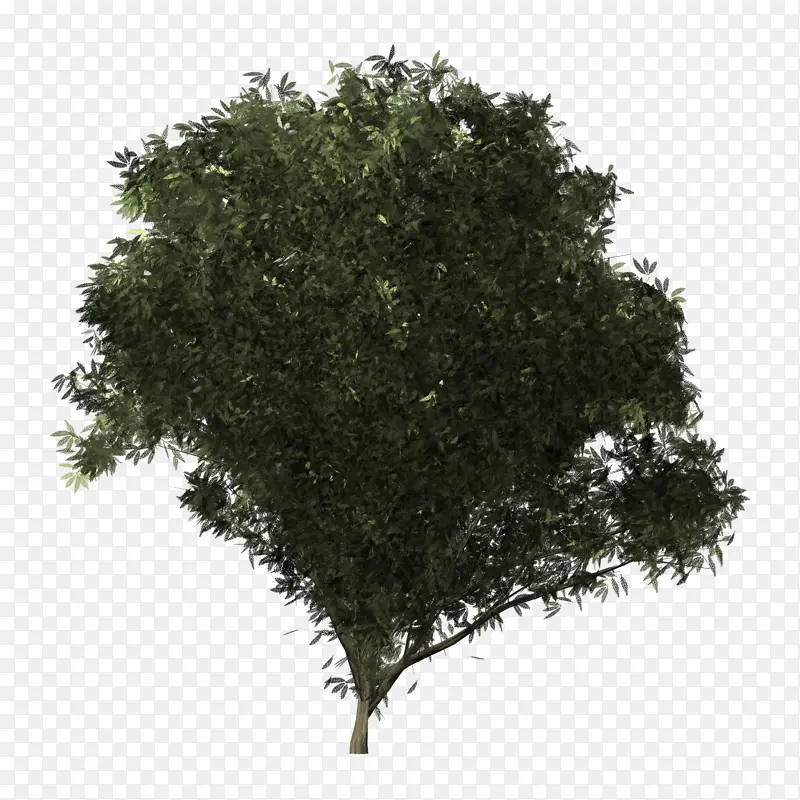 灌木 小树 大树
