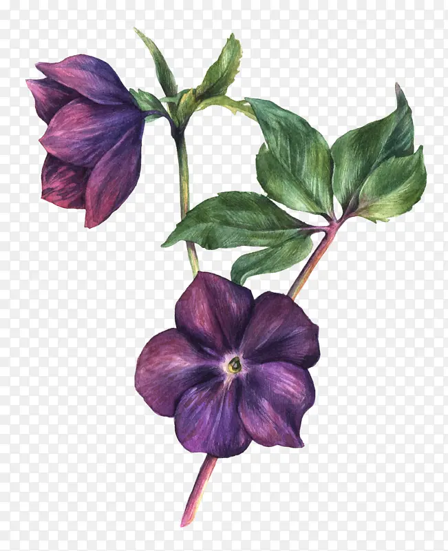 盛开的紫色花朵植物元素