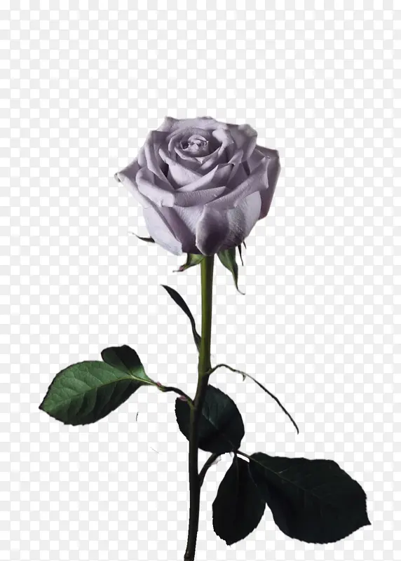 一朵淡紫色的玫瑰花