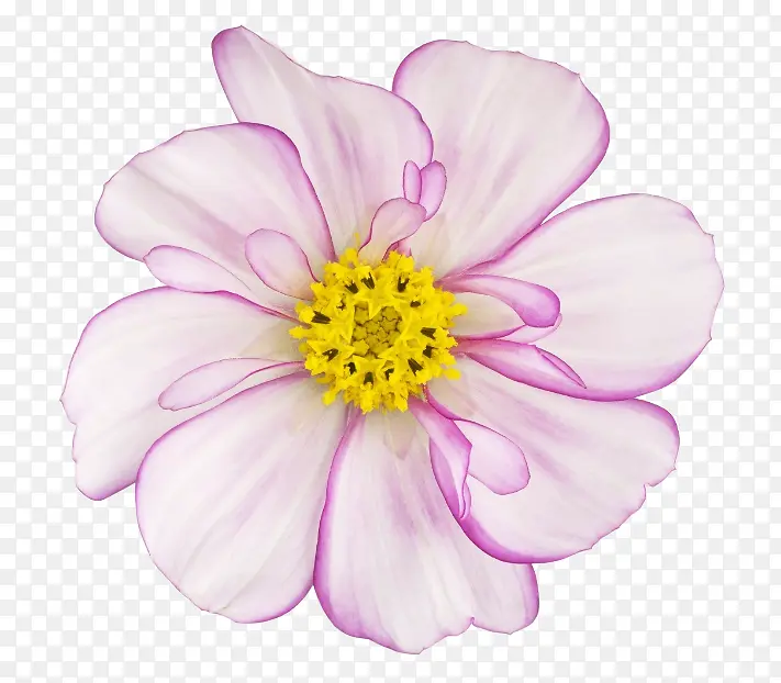 一朵漂亮的粉色花