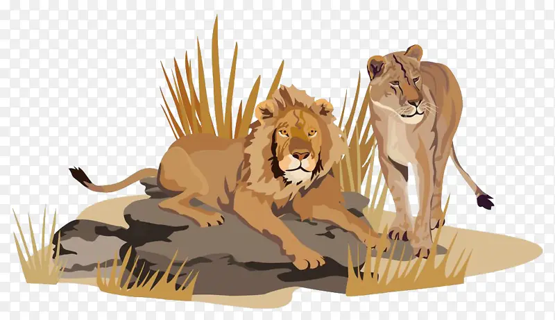 非洲食肉动物狮子