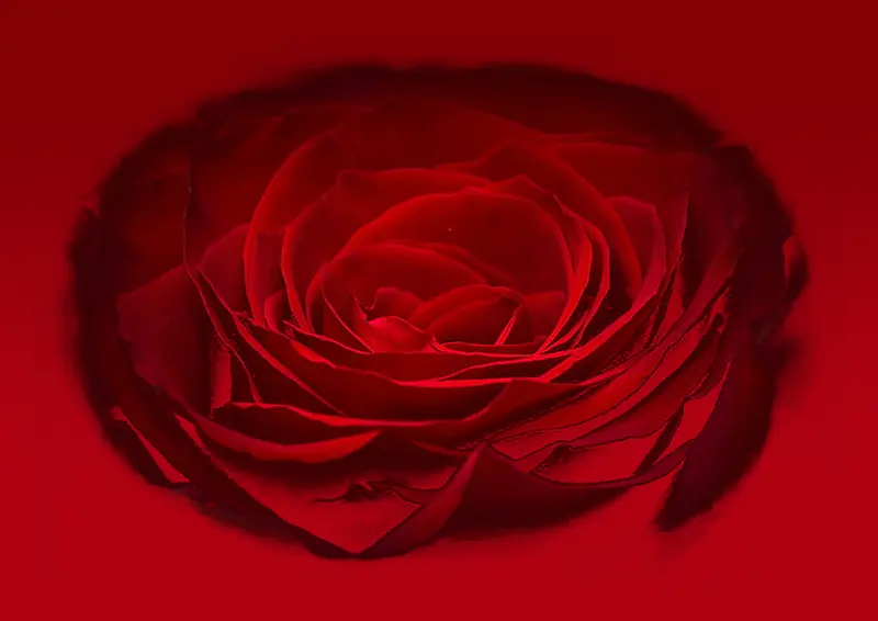 玫瑰，渐变背景，红色，影视