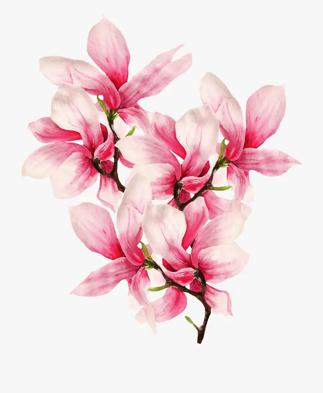 精美中国风高清紫玉兰手绘插画素材