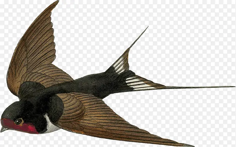 燕子素材 小鸟 鸟 鸟元素