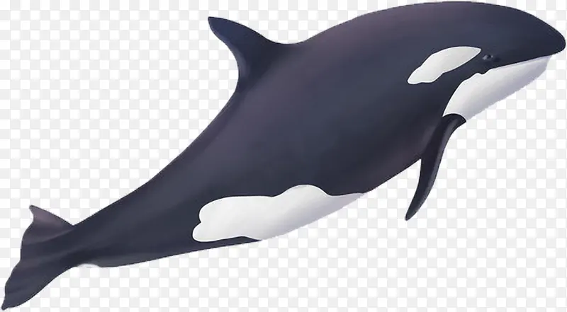 写实卡通哺乳类生物虎鲸
