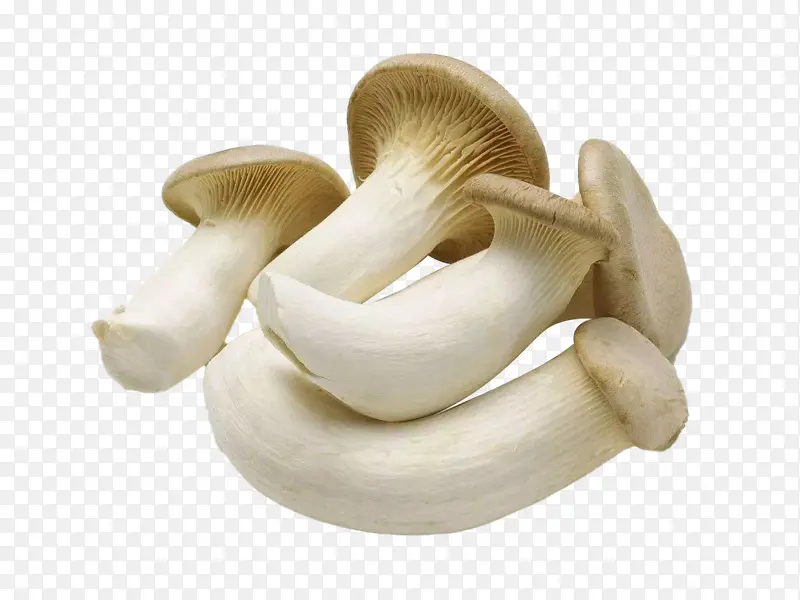 蘑菇 菇类 蔬菜 菜 菌菇