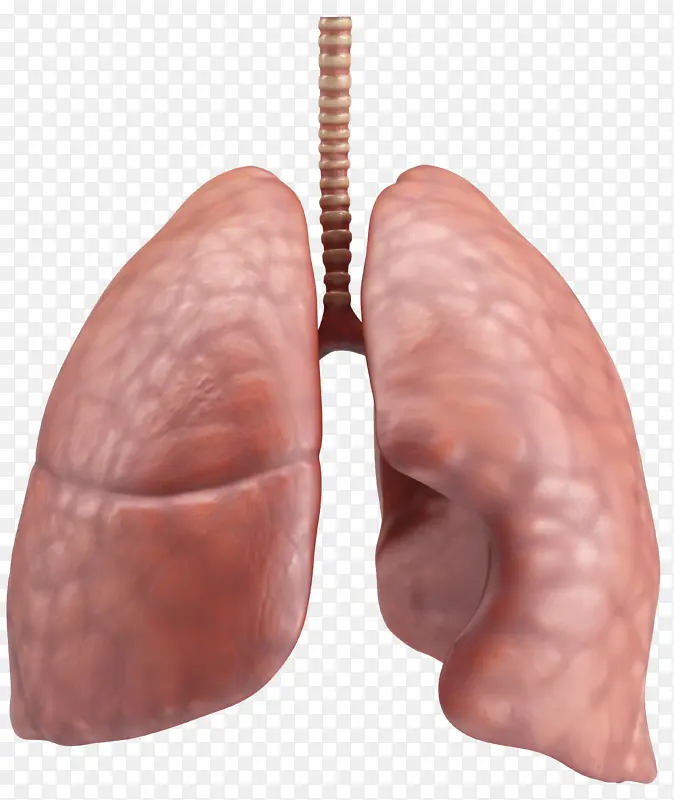 肺 肺部 健康的肺  人体器官