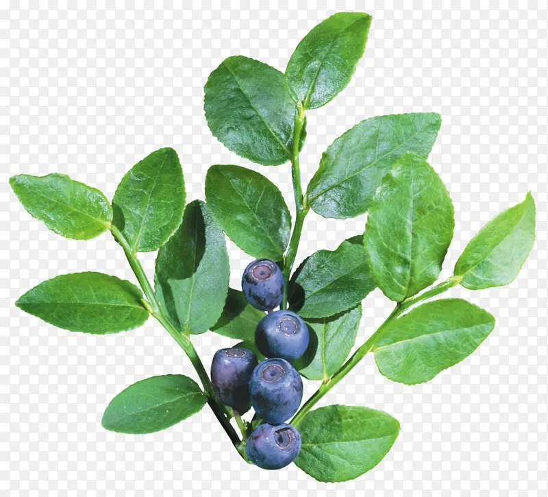 蓝莓多粒绿色叶子