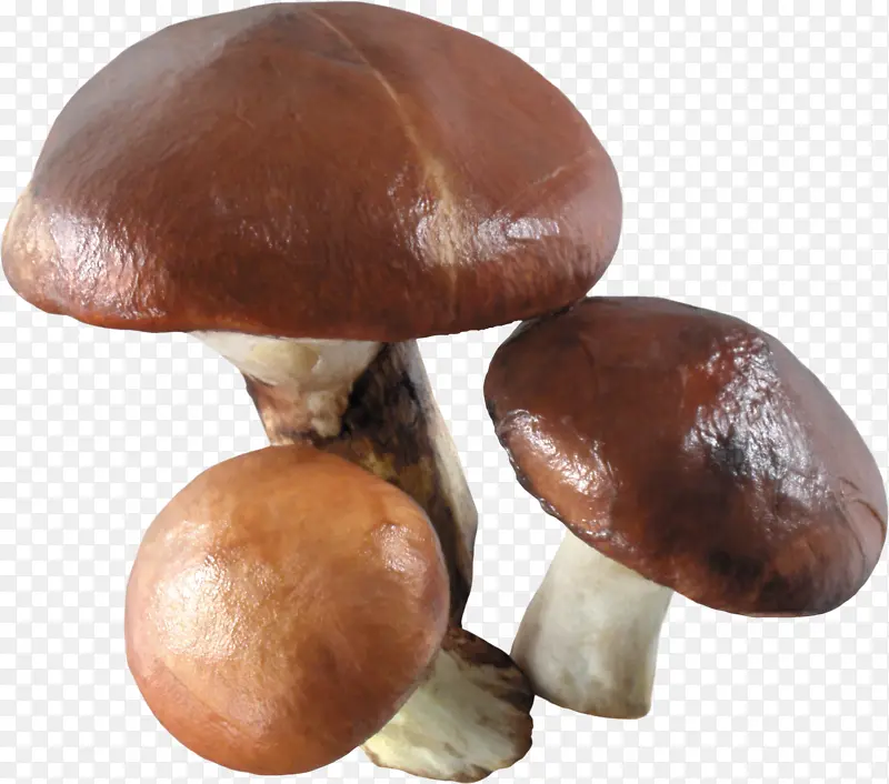 新鲜光滑蘑菇高清