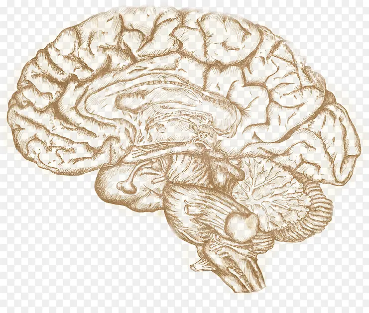 人体大脑免抠图透明背景