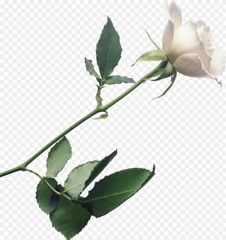 白玫瑰实物免抠素材