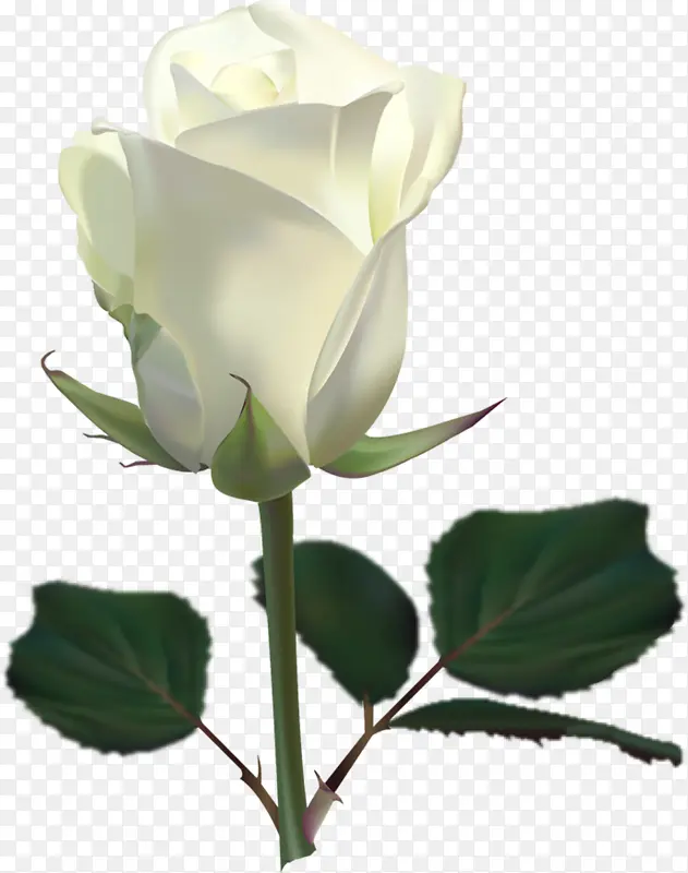 白玫瑰实物免抠素材
