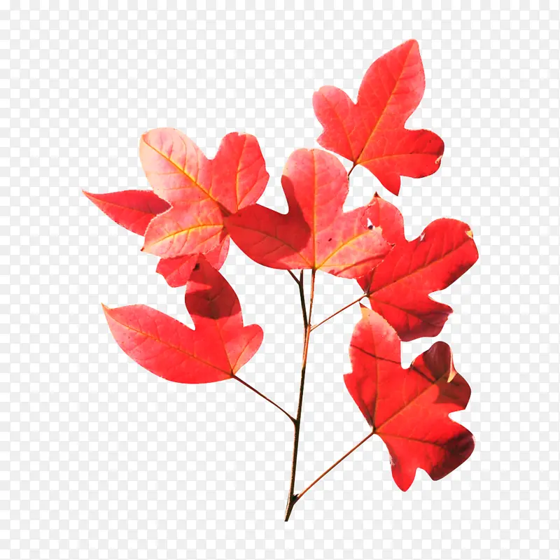 红色的枫叶png透明图层素材