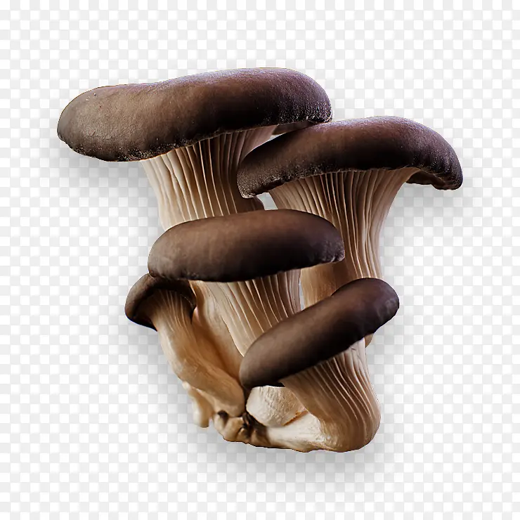 新鲜蘑菇高清