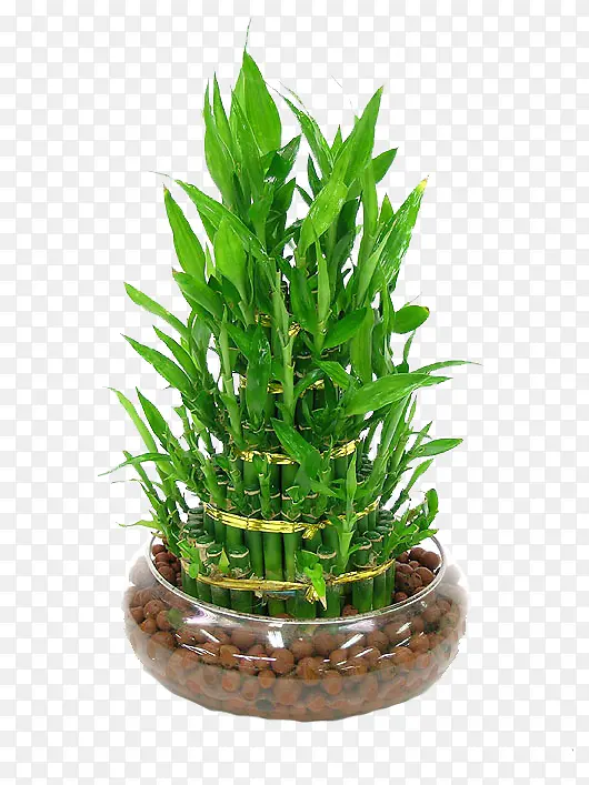 盆栽多节宝贵竹