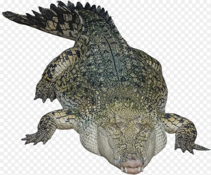 动物 鳄鱼 动物园 美洲鳄龟 爬行动物