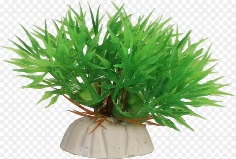 绿色鱼缸水草