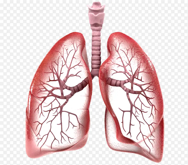 肺部 肺 人肺 肺片