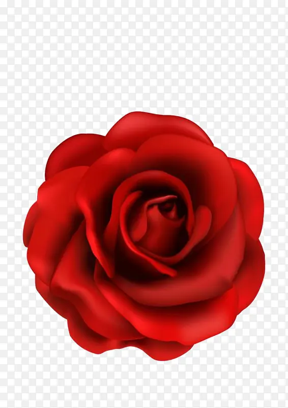 一朵红色大玫瑰