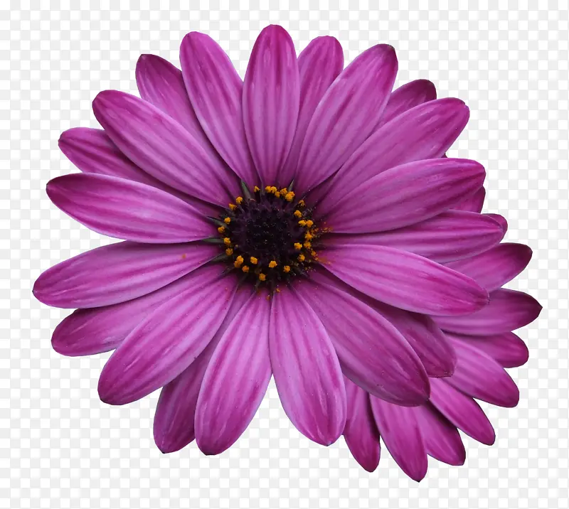紫色的花瓣装饰