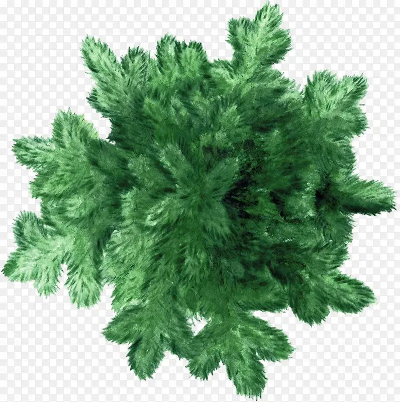 绿色树冠五针松水彩风手绘