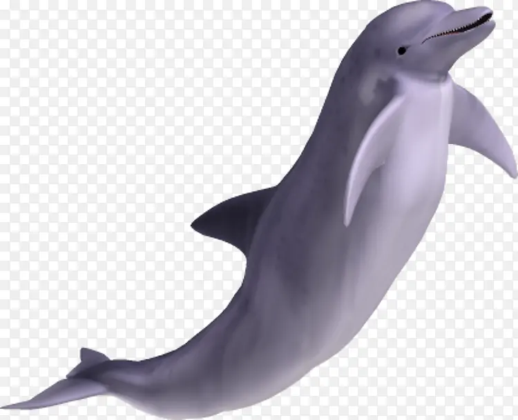 水 海豚 动物 海洋 公园 海洋