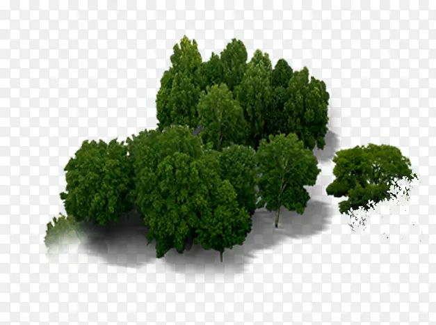 树木 绿树 俯视树 树元素
