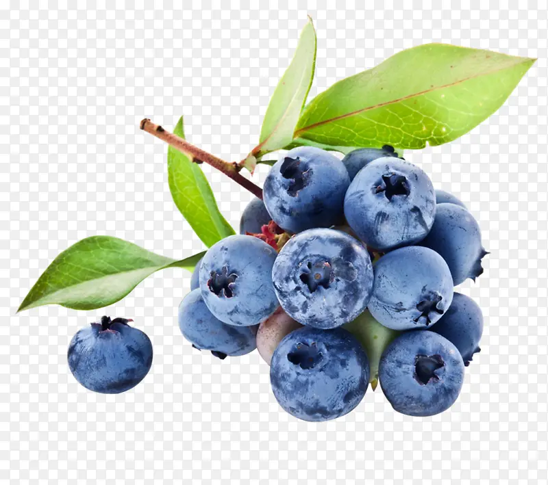 水果 蓝莓 实拍 多个