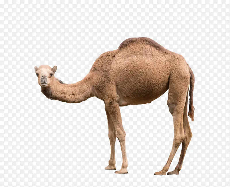一匹骆驼透明图