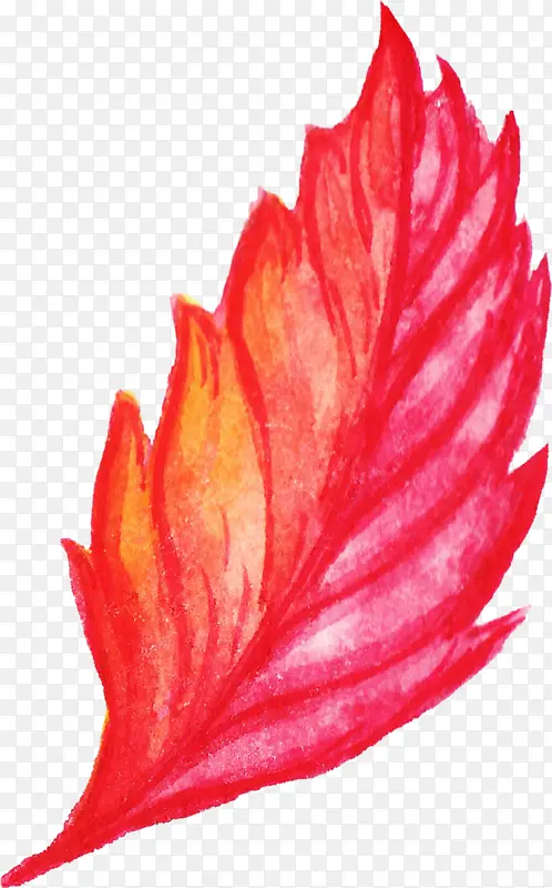 秋天火红枫叶素材