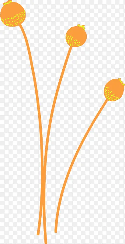 橙黄色独枝圆形花朵