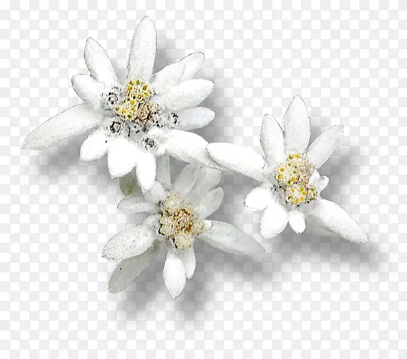 雪绒花雪绒花雪绒花