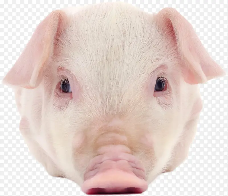 粉色小猪 正脸