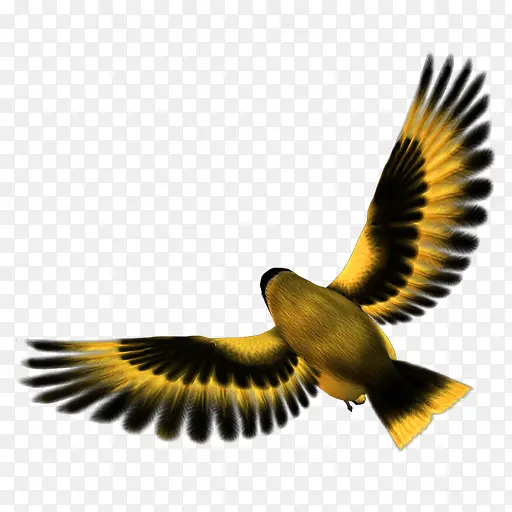 金丝雀展翅飞翔动物
