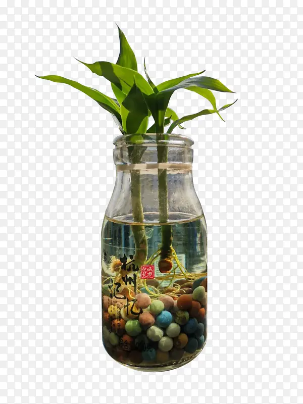桌面植物水养绿竹