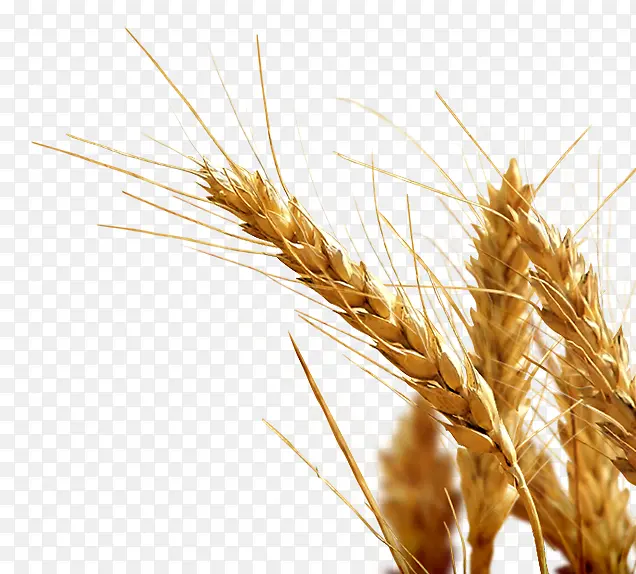 小麦 秋季 农作物 麦子 谷物